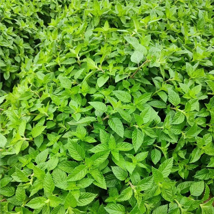 种植基地精选原资料